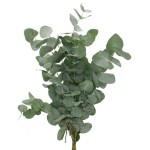 유칼립투스 · 시네레아 70cm · 250g  Eucalyptus Cinerea Per Bunch