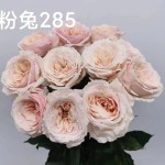 장미 · 가든 피치 가든 70cm  Rosa garden Peach Garden 1단 20송이