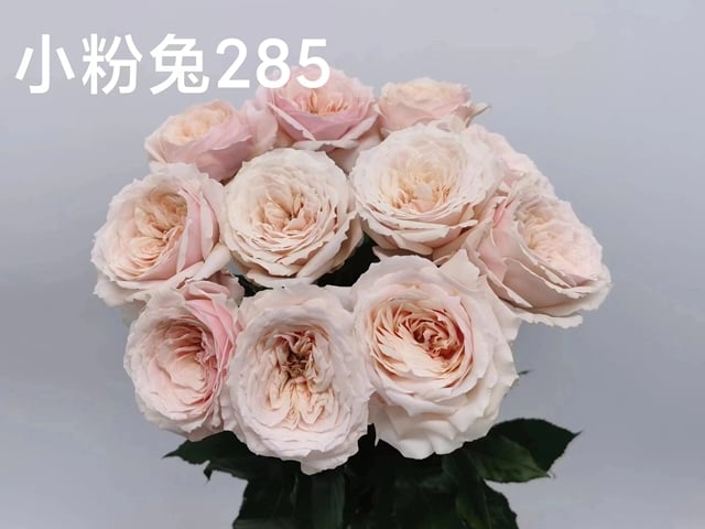 장미 · 가든 피치 가든 70cm  Rosa garden Peach Garden 1단 20송이