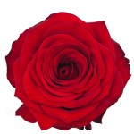 장미 · 레드 나오미 60cm  Rosa Red Naomi 1단 20송이