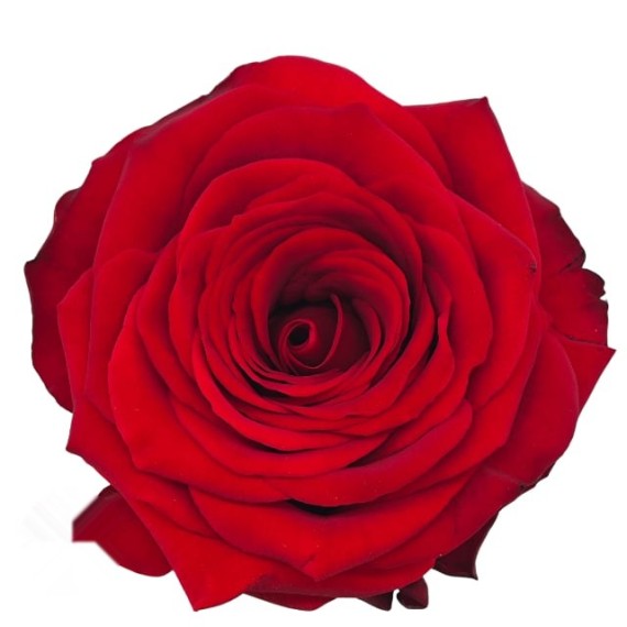 https://mint-storekr.com/products/70cm-rosa-red-naomi