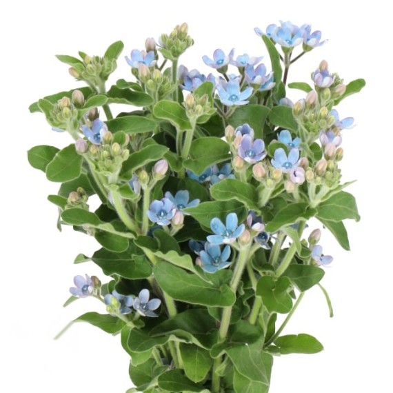 https://mint-storekr.com/products/60cm-oxypetalum-per-bunch-tweedia-blue