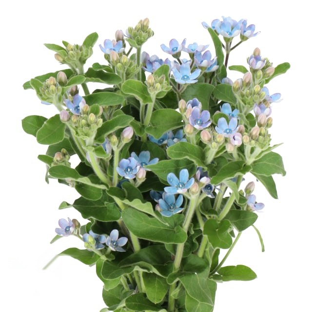 옥시페탈륨 · 블루 60cm  Oxypetalum Per Bunch (Tweedia) Blue 1단 10송이