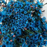 왁스플라워 · 염색 다크 블루 70cm · 300g  Waxflower Dyed Per Bunch Dark Blue