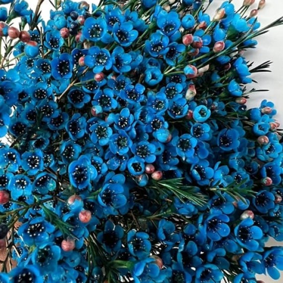 https://mint-storekr.com/products/70cm-300g-waxflower-dyed-per-bunch-dark-blue