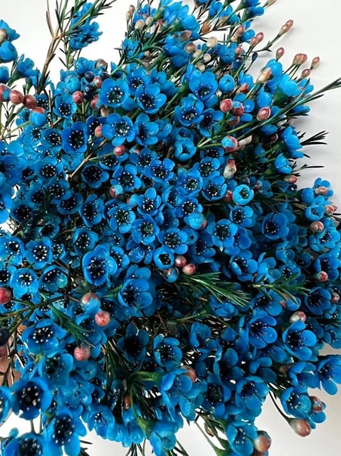 왁스플라워 · 염색 다크 블루 70cm · 300g  Waxflower Dyed Per Bunch Dark Blue