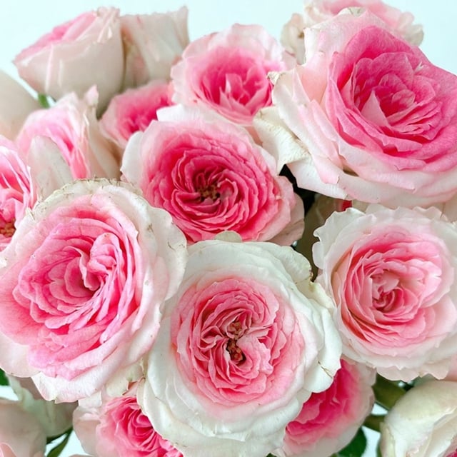 장미 · 스프레이 미드나이트 매직 60cm  Rosa Spray Midnight Magic 1단 10줄기