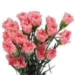 카네이션 · 스탠다드 핑크 다이아몬드 60cm 1단 20송이  Carnation ST Per Bunch Pink Diamond