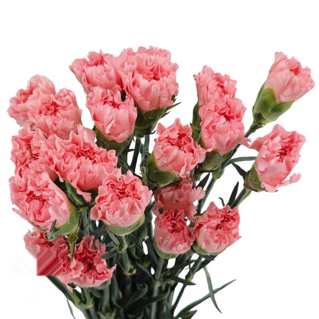 카네이션 · 스탠다드 핑크 다이아몬드 60cm 1단 20송이  Carnation ST Per Bunch Pink Diamond