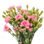 카네이션 · 스프레이 펄 파우더 60cm 1단 20송이  Carnation Spray Per Bunch Pearl Powder