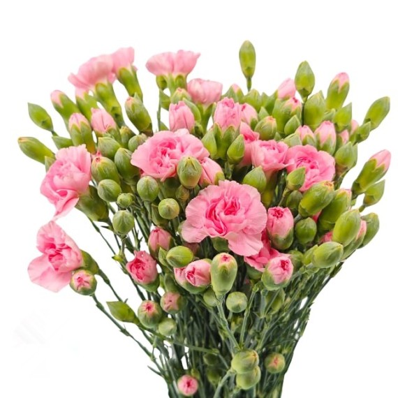 https://mint-storekr.com/products/60cm-carnation-spray-per-bunch-pearl-powder