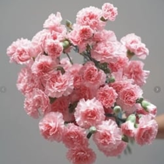 https://mint-storekr.com/products/60cm-carnation-spray-per-bunch-dabadu