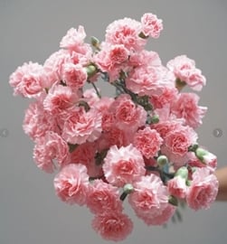 카네이션 · 스프레이 다바두 60cm 1단 20송이  Carnation Spray Per Bunch Dabadu