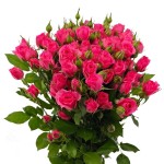 장미 · 스프레이 소피 60cm  Rosa Spray Sophie