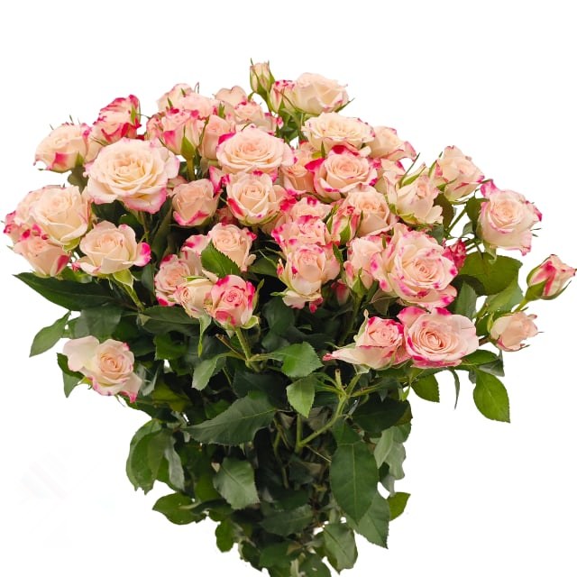장미 · 스프레이 리플렉스 70cm 1단 10줄기  Rosa Spray Reflex
