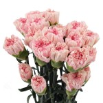 카네이션 · 스탠다드 핑크 뷰티 60cm 1단 20송이  Carnation ST Per Bunch Pink Beauty